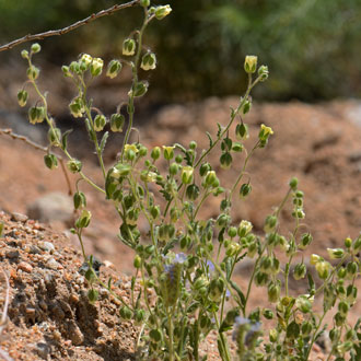 Emmenanthe penduliflora, Whisperingbells